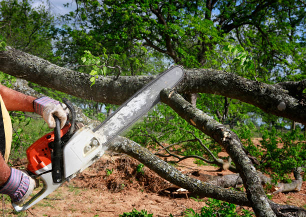 Lawn Watering Services in Electra, TX