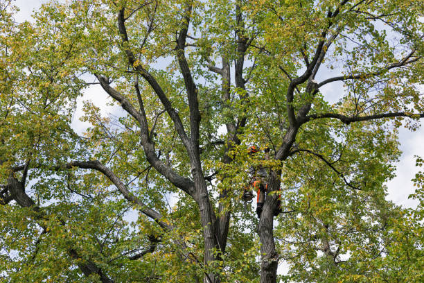 How Our Tree Care Process Works  in  Electra, TX